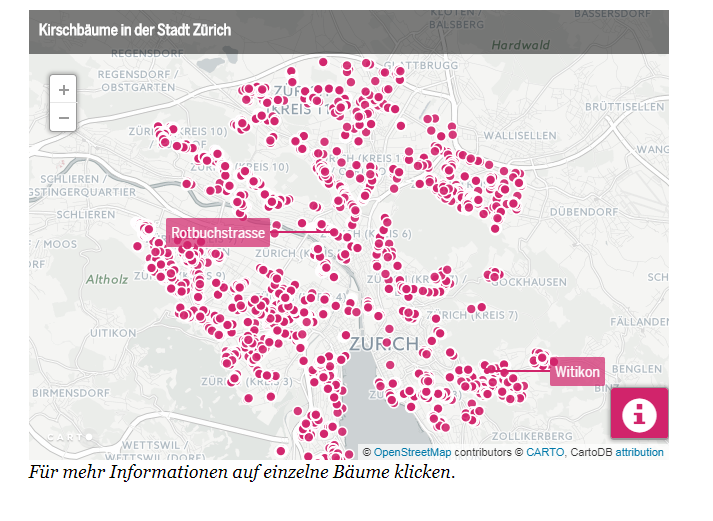 Wo die Kirschbäume in Zürich jetzt blühen (Datenblog)